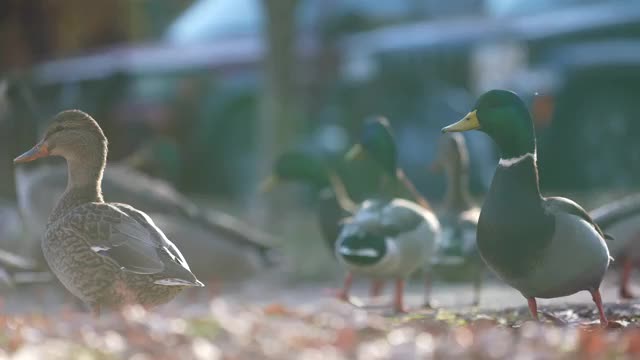 4K 120fps Slow Mo Sony a7Siii + 70-200f4 10bit xavc s-i